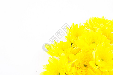 白色背景上框架的黄色花边图片