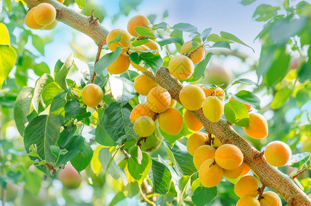 成熟的杏上生长在反对天空的杏子杏背景图片
