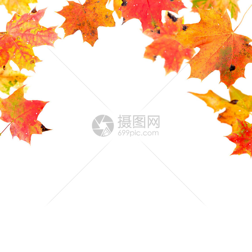 秋天落叶白纸图片