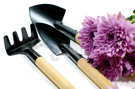 小园艺工具和喷雾型紫色菊花Dendranthemumgrandif图片
