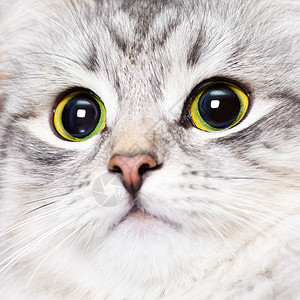 一只绿眼睛的小猫的特写图片