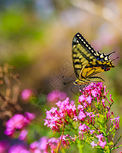 粉红色花朵上的蝴蝶图片