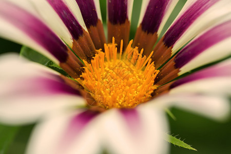 虎纹杂色菊花背景图片