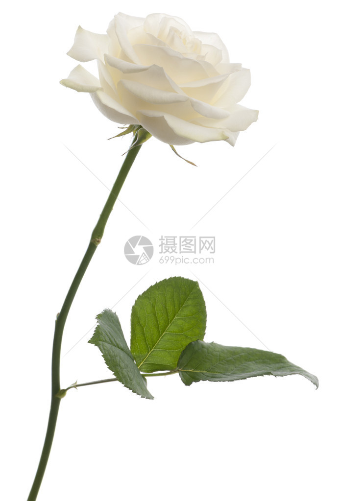 一只白玫瑰站在前图片