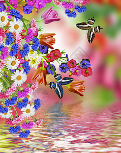 花郁金香和蝴蝶图片
