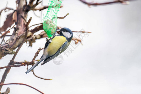 冬天吃树喂食器的大山雀图片