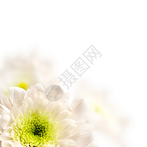 春天与白花边框背景背景图片