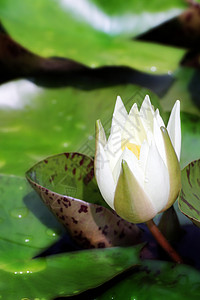 热带花园里的白莲花图片