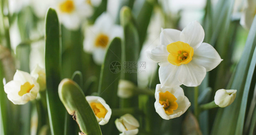 花园里的白水仙花图片