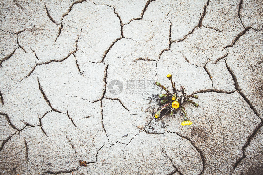 在破碎的陆地气候变化中生长的黄图片