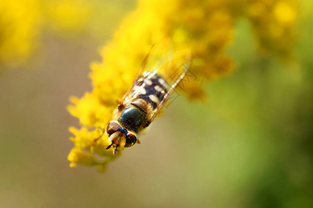 夏天黄花上的蜜蜂图片