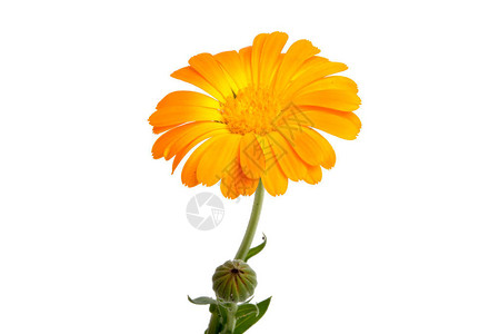 孤立在白色的橙色金盏花背景图片