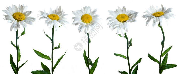 白色背景上的五朵洋甘菊花图片