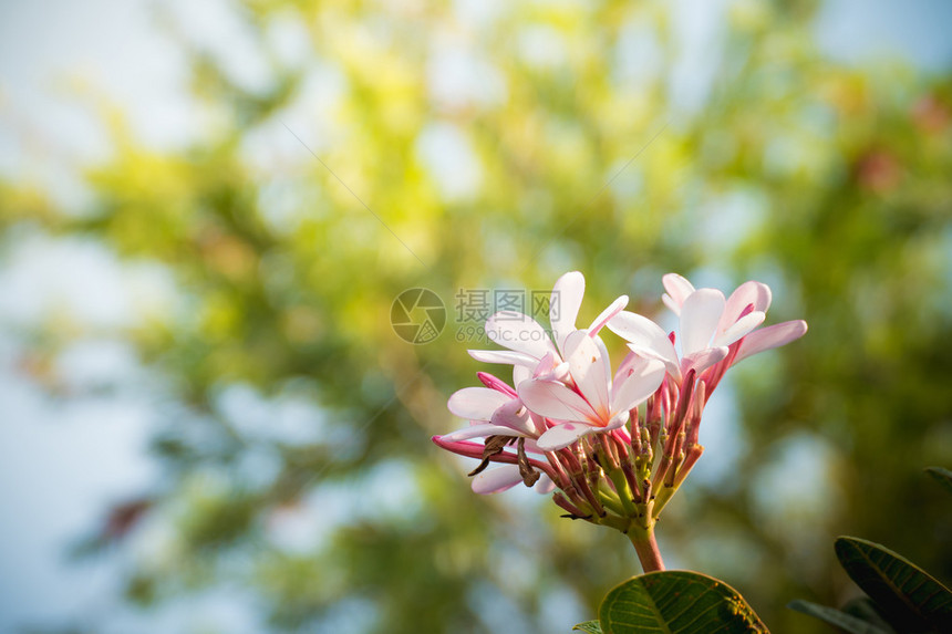 梅花树上的白梅子阳图片