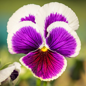 紫ViolaTriccarPansy花朵图片