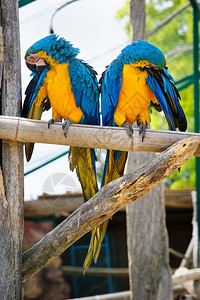 两个蓝色和黄色的Macaw鹦鹉图片