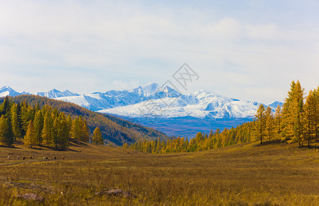 与秋天针叶林的山风景图片