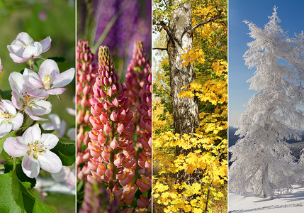 四个明亮的季节春天夏天图片