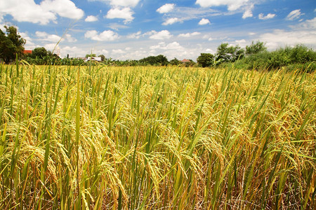 泰国农业收成时的稻米田图片
