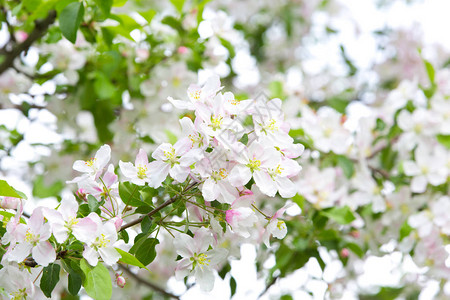 春天花园里盛开的苹果树图片