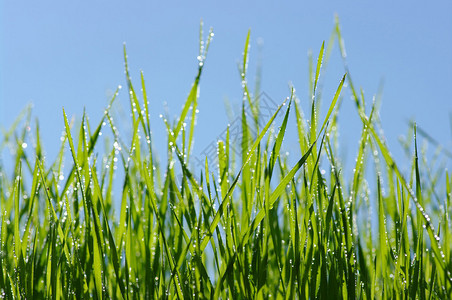 湿绿草和蓝天图片