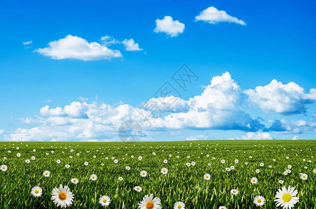 绿色草鲜花和蓝天图片