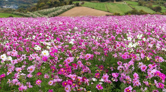 日本的波斯菊花园图片