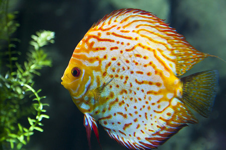 一条五颜六色的热带鱼在水中游泳图片