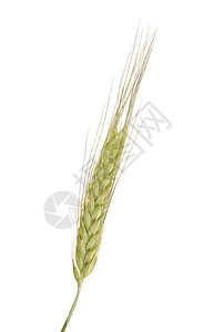 大麦的单绿,白色背景图片