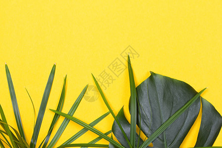 黄色背景上的龟背竹叶子图片
