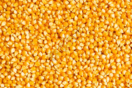 玉米颗粒背景图片
