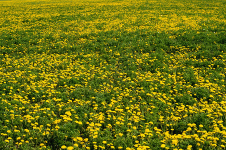 许多黄色的花朵生图片