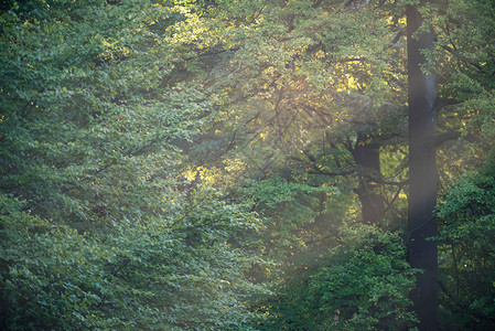阳光在迷雾笼罩的森林里图片