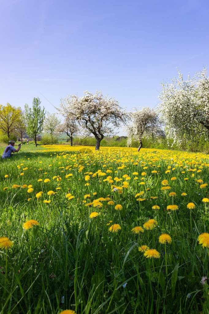 春花草坪在南德州农村的阳光图片