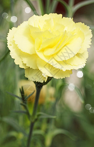 花园里美丽的黄色小康乃馨背景图片
