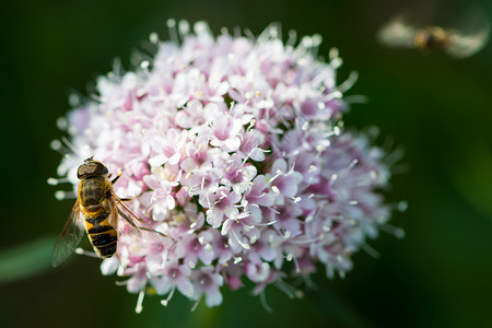 蜜蜂在小缬草阿尔卑斯花上图片
