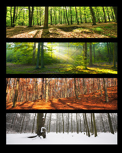 森林拼贴四季图片