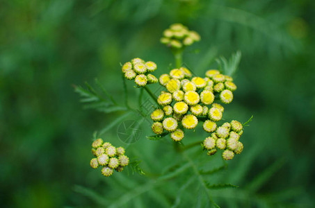 花序黄色艾菊特写图片