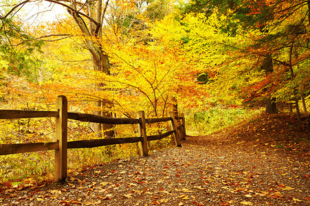 莱奇沃思州立公园的秋景高清图片