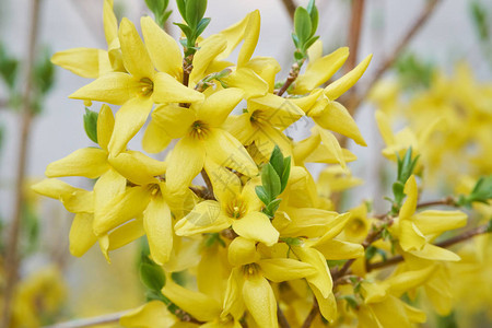 Forsythia的花朵背景图片