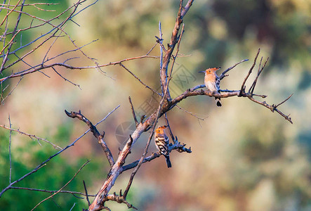 两只鸟在树枝上坐着它们图片