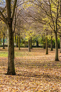 公园秋树上的黄叶地毯图片