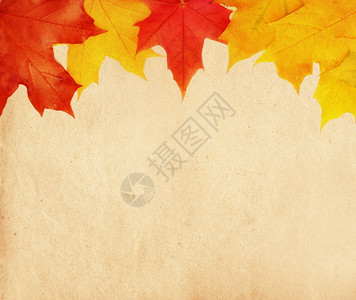 秋天的背景复古的枫叶图片
