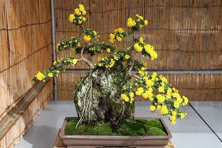 日式花园盆栽菊花盆景图片