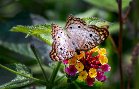 美丽的白孔雀蝴蝶在美丽的花园里享受图片