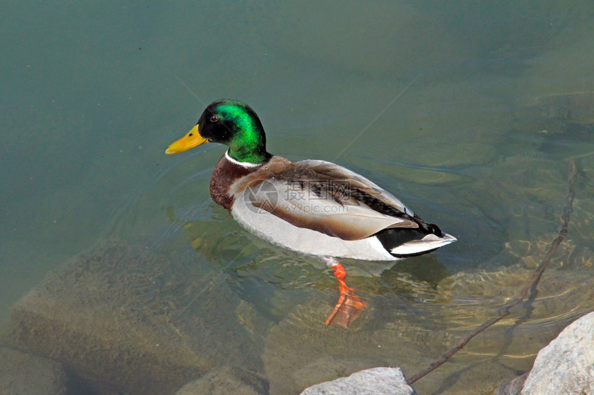 一只孤独的游泳鸭绿头鸭的特写镜头图片