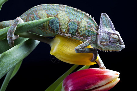 变色龙属于最著名的蜥蜴科之一背景图片