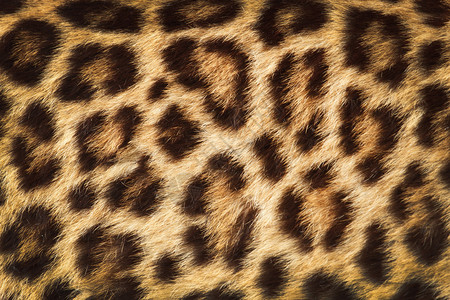豹纹细节皮肤豹纹理图片