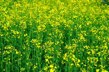 新鲜的绿色和黄色春天领域图片