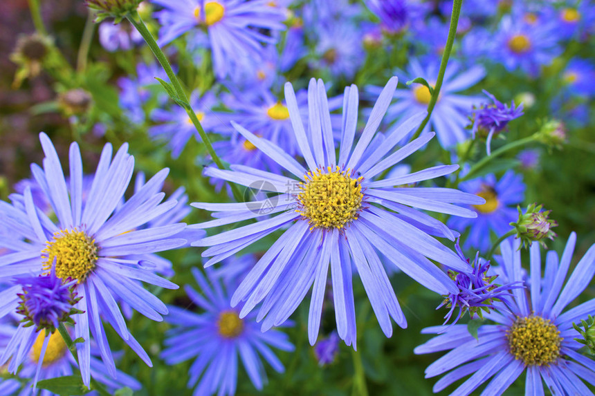 蓝色雏菊FeliciaAmelloides图片